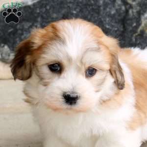 Foster, Teddy Bear Puppy