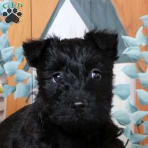 Foster, Scottish Terrier Puppy