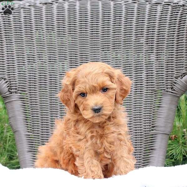 Fozzie, Mini Goldendoodle Puppy