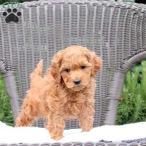 Fozzie, Mini Goldendoodle Puppy