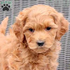 Fozzie, Mini Goldendoodle Puppy