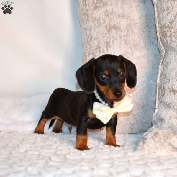 Franklin, Dachshund Puppy