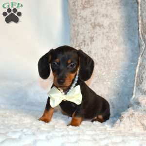 Franklin, Dachshund Puppy