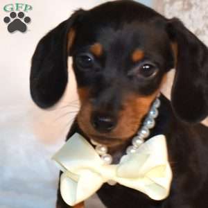 Franklin, Dachshund Puppy