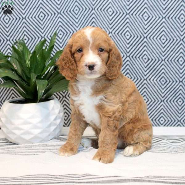 Fred, Cockapoo Puppy