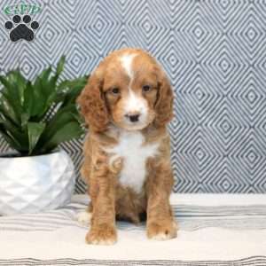 Fred, Cockapoo Puppy
