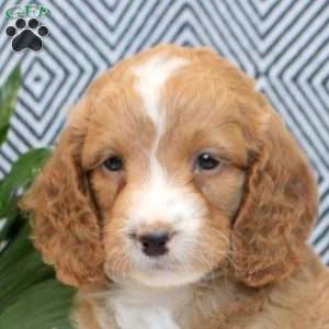 Fred, Cockapoo Puppy