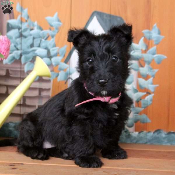 Freya, Scottish Terrier Puppy