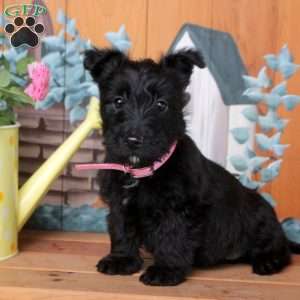 Freya, Scottish Terrier Puppy