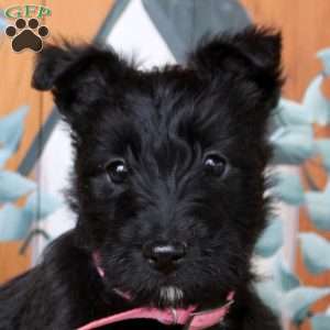 Freya, Scottish Terrier Puppy