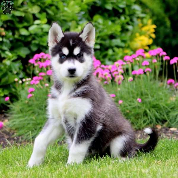 Frida, Siberian Husky Puppy