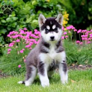 Frida, Siberian Husky Puppy