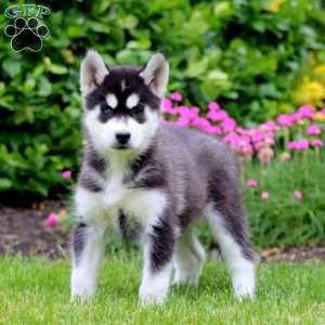 Frida, Siberian Husky Puppy