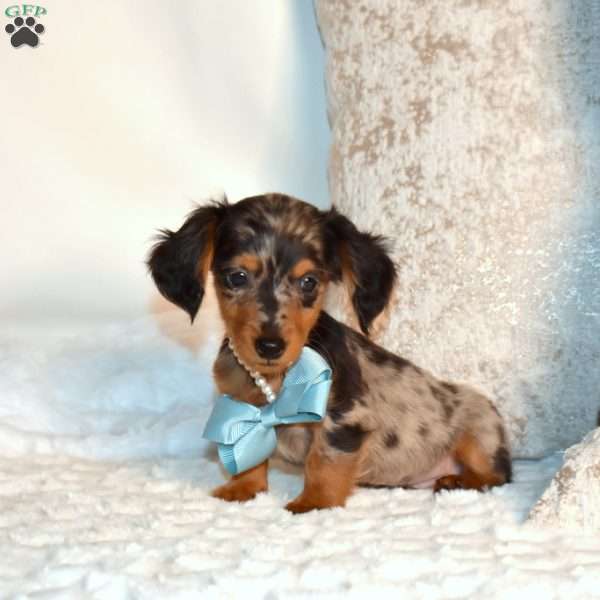 Fritter, Dachshund Puppy