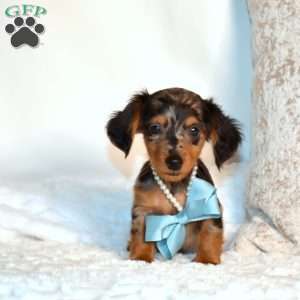 Fritter, Dachshund Puppy