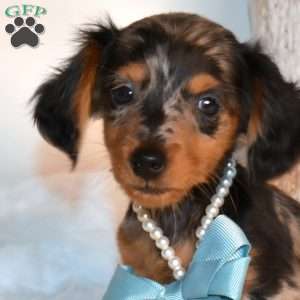 Fritter, Dachshund Puppy