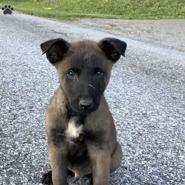 Joaquin, Belgian Malinois Puppy