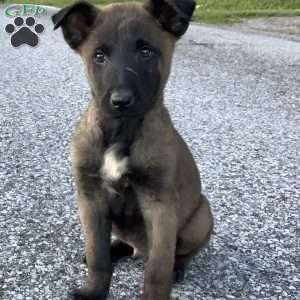 Joaquin, Belgian Malinois Puppy