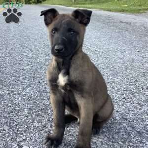 Joaquin, Belgian Malinois Puppy