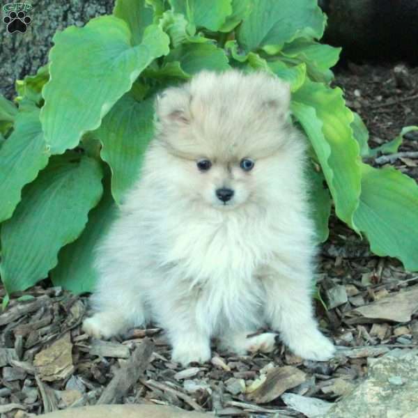 Fuzz, Pomeranian Puppy