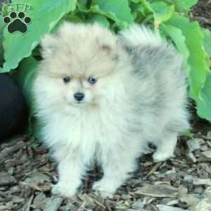 Fuzz, Pomeranian Puppy