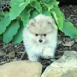 Fuzz, Pomeranian Puppy