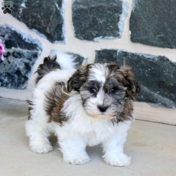Gabe, Teddy Bear Puppy