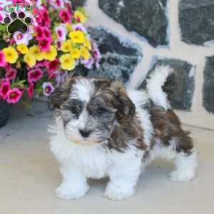 Gabe, Teddy Bear Puppy