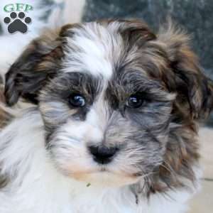 Gabe, Teddy Bear Puppy