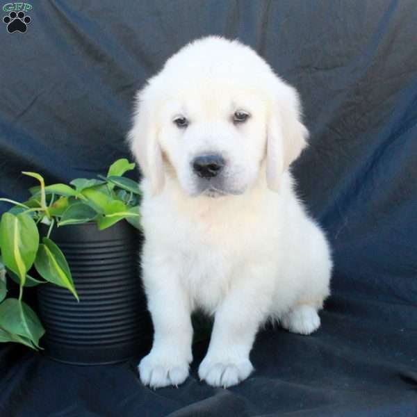 Gage, English Cream Golden Retriever Puppy