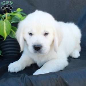 Gage, English Cream Golden Retriever Puppy