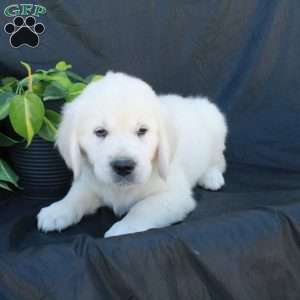Gage, English Cream Golden Retriever Puppy