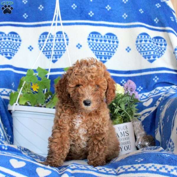 Gail, Miniature Poodle Puppy