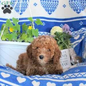 Gail, Miniature Poodle Puppy