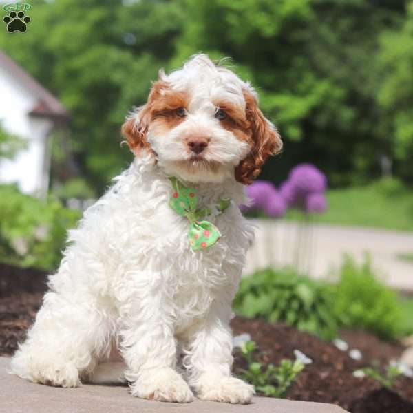 Galen, Cockapoo Puppy