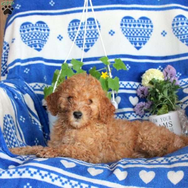 Garfield, Miniature Poodle Puppy