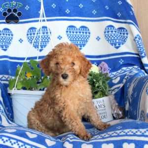 Garfield, Miniature Poodle Puppy