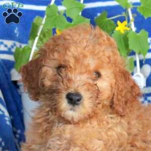 Garfield, Miniature Poodle Puppy
