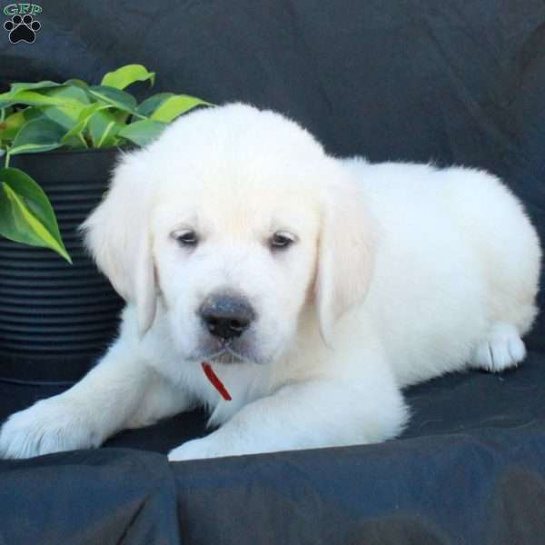 Garrett, English Cream Golden Retriever Puppy