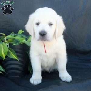 Garrett, English Cream Golden Retriever Puppy