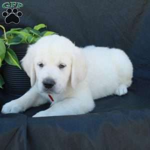 Garrett, English Cream Golden Retriever Puppy
