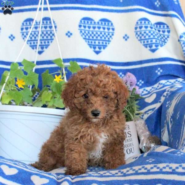 Gavin, Miniature Poodle Puppy