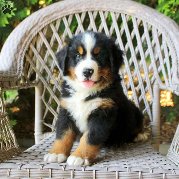 Gavin, Bernese Mountain Dog Puppy