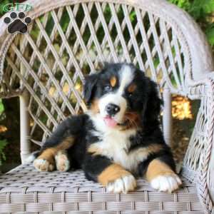Gavin, Bernese Mountain Dog Puppy