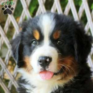 Gavin, Bernese Mountain Dog Puppy