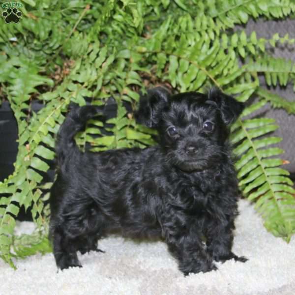 Gavin, Yorkie Poo Puppy