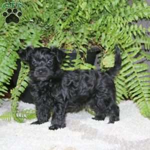 Gavin, Yorkie Poo Puppy