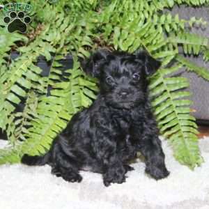 Gavin, Yorkie Poo Puppy