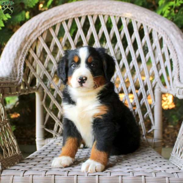 Gemma, Bernese Mountain Dog Puppy