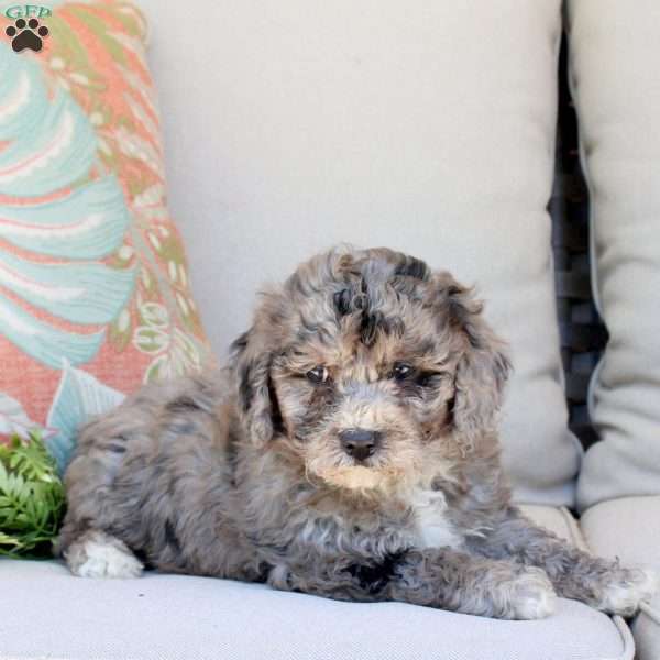 Gemma, Bich-Poo Puppy